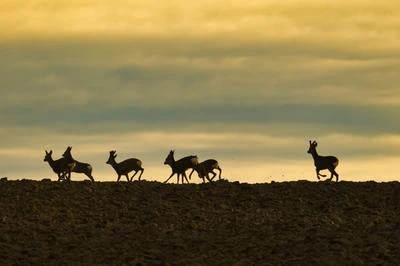 Herd of deer at golden hour sunset