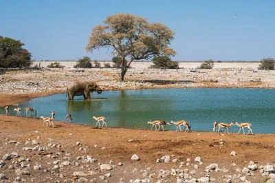 Elephant bathing at watering hole with gazelles