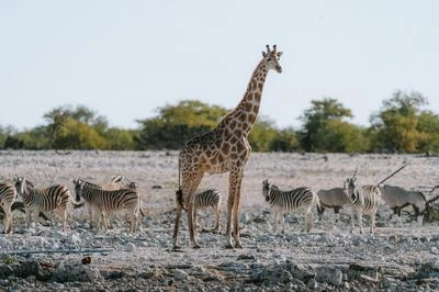 Giraffe standing tall with zebras and oryx